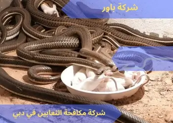 شركة مكافحة الثعابين في دبي
