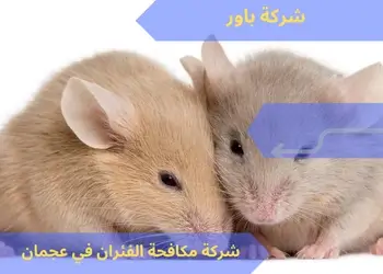 شركة مكافحة الفئران في عجمان