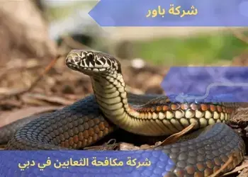 شركات مكافحة الثعابين بدبي