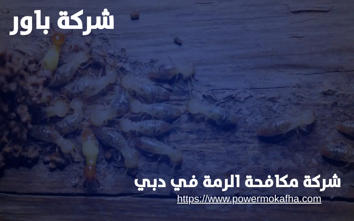 طرق مكافحة الرمة المعتمدة في دبي