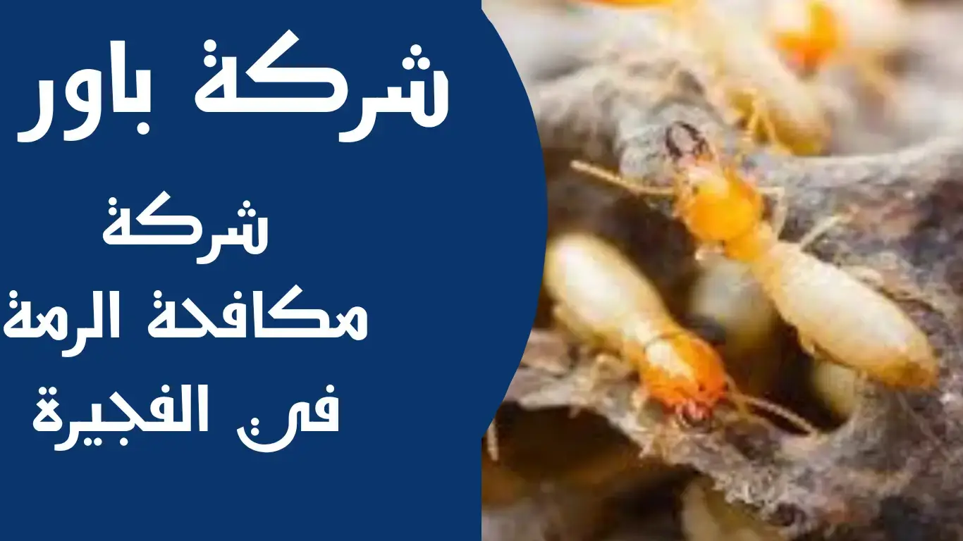 شركة مكافحة الرمة في الفجيرة شركة مكافحة الرمة في الفجيرة